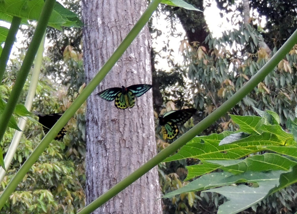 Cairns Birdwing Males Kuranda Region