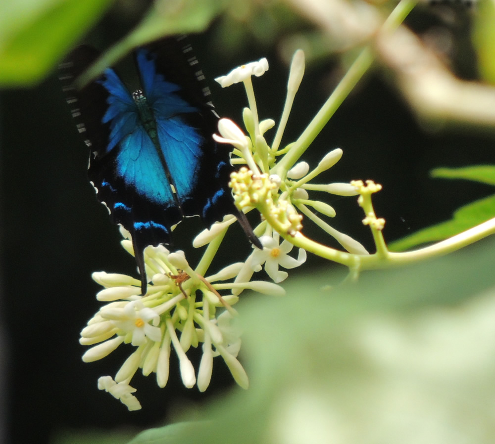 Ulysses Butterfly Kuranda Region