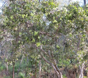 Melaleuca viridiflora(Broad leaf tea-tree)