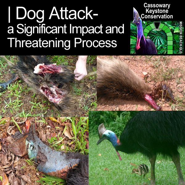 Cassowary-Keystone-Conservation-Dog-Attack-a-Significant-Impact-and-Threatening-Process