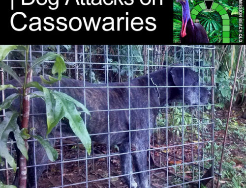 Dog Attacks on Cassowaries
