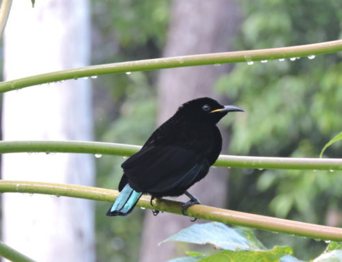 Victoria’s Riflebird Male