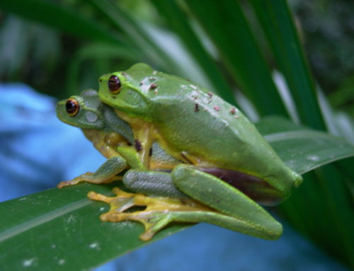 Graceful Tree Frogs